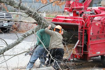 Photo of tree removal